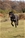 Ch. MASCALZONE LATINO - Triola Cane Corso